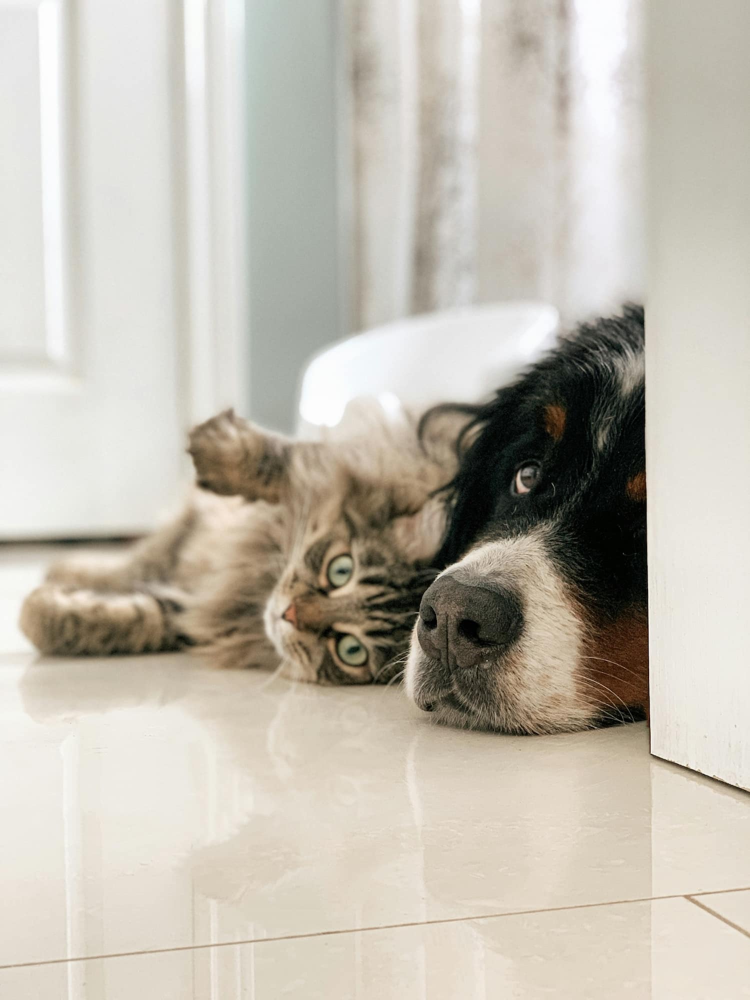 Featured image for “Vanliga frågor om mask hos katt – veterinären svarar”
