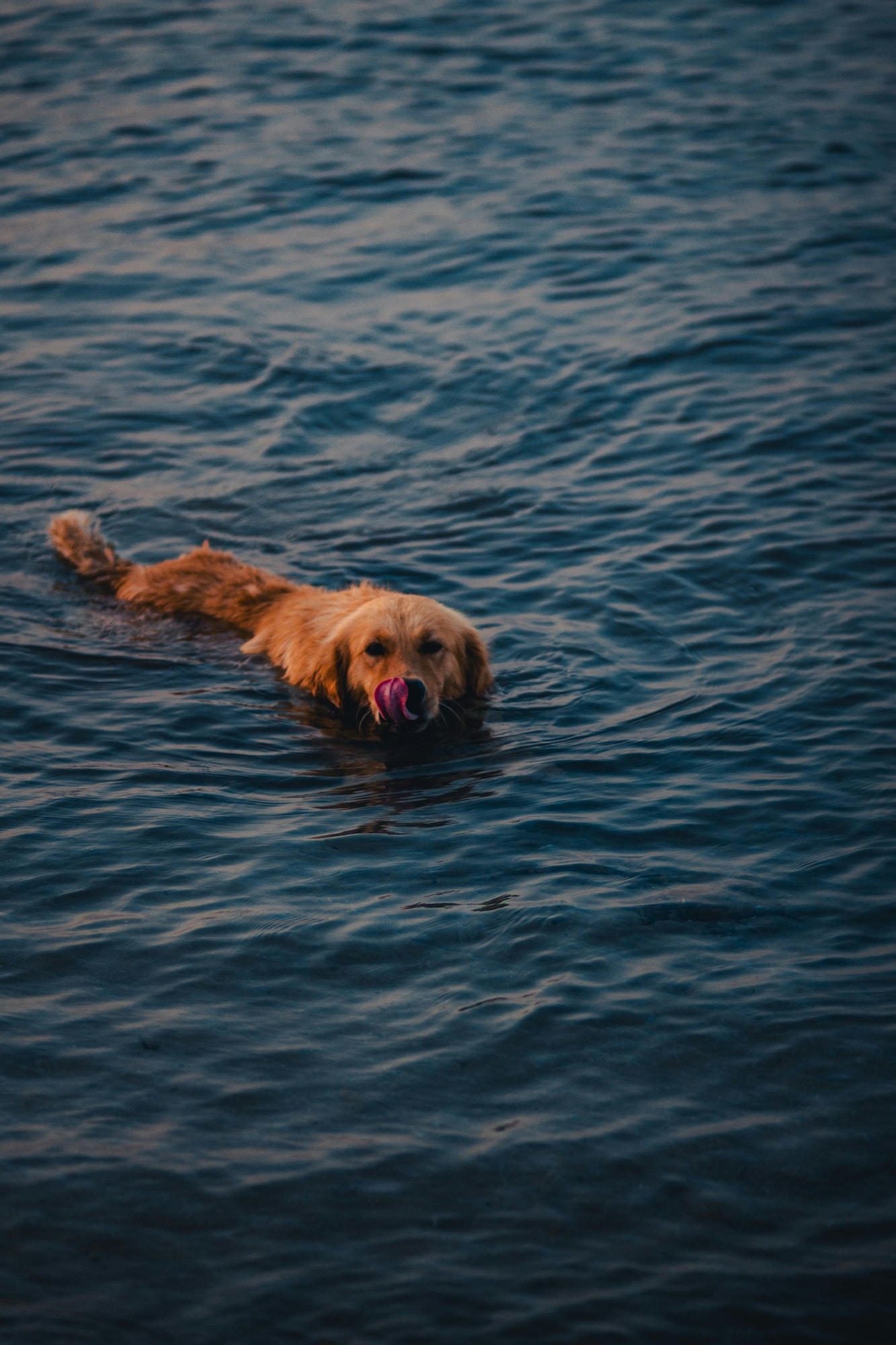 Featured image for “Bästa fästingmedlet för hund 2025 – jämförelse och tips”